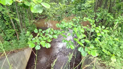 A river in the forest 1 Stock Footage 244486791