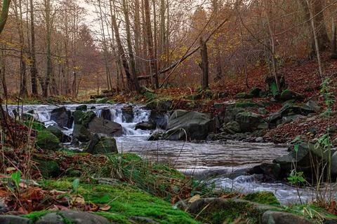 River in the forest 1 Stock Photos