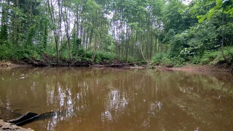 A river in the forest 2 스톡 동영상 244488741