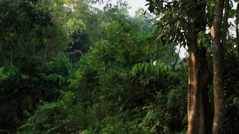 River-in-the-forest-2024-07-13-01-24-46-utc Stock Footage 279751591