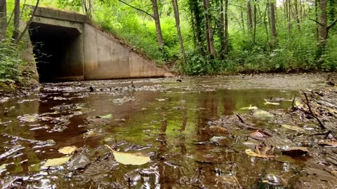 A river in the forest 3 스톡 동영상 244489399