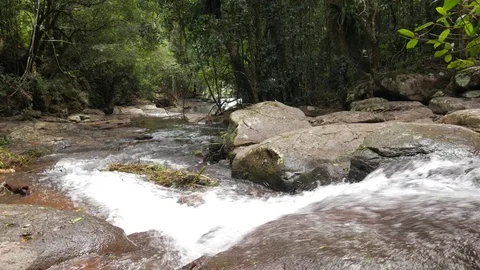 River in forest 4K Vídeos de archivo 78824519