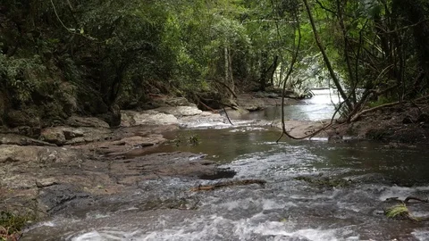 River in forest 4K Vídeos de archivo 78874714