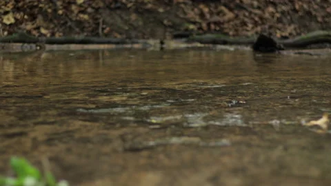 River in the forest 4K Vidéo 172308478