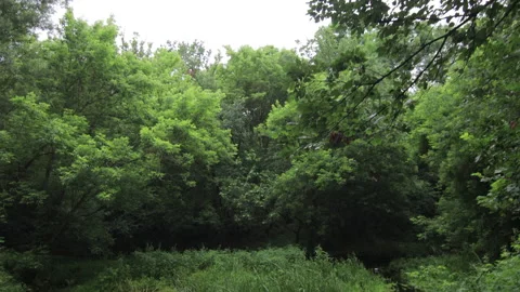 River in the forest 4K Stock-Footage 172309391