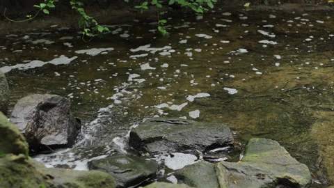 River in the forest 4K Stock-Footage 172310064