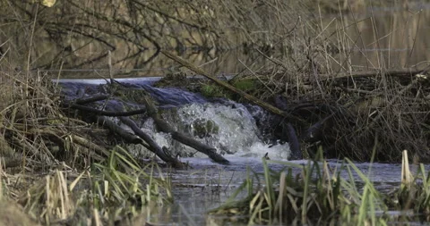 River in the forest, 4K slomo Stock Footage 237468540