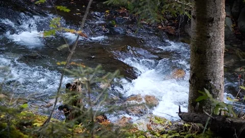 River in the forest 8 스톡 동영상 167071651