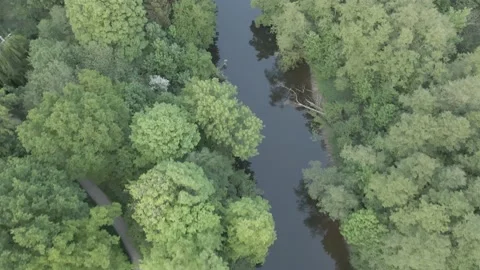 River in the Forest from above Stock Footage 194426351