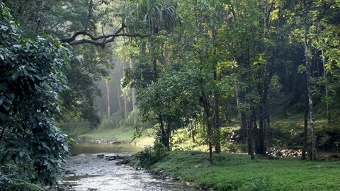 The river in the forest after rain Stock-Footage 117842392