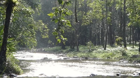 The river in the forest after rain Vidéo 117842541