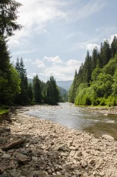 A river in the forest against the background of old green pines. Magnificent  Stock Photos