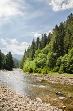 A river in the forest against the background of old green pines. Magnificent lan Stock Photos