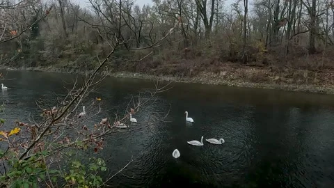 River in the forest and swans Stock Footage 228716490