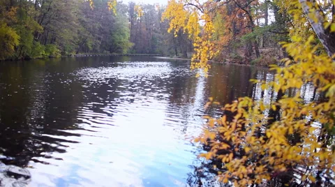 River in forest in the autumn Stock Footage 56424426