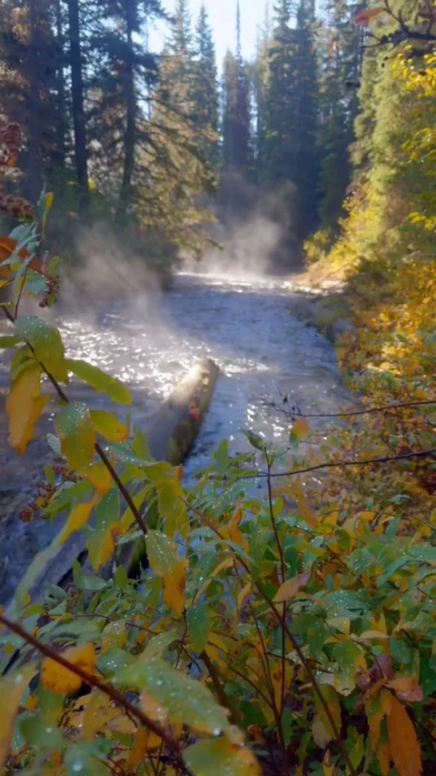 River in the forest in autumn Stock Footage 274867305