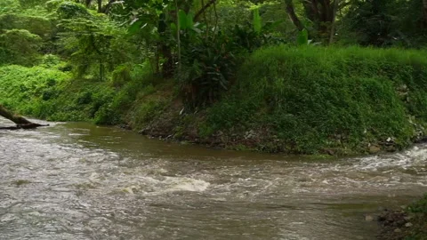 River with forest background, Panning shot Stock Footage 227870771