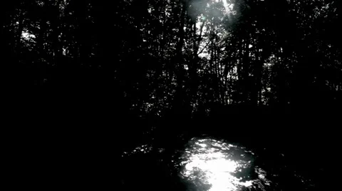 River in forest black and white Stock Footage 34773256