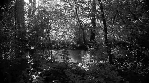 River in forest black and white Stock Footage 34776252