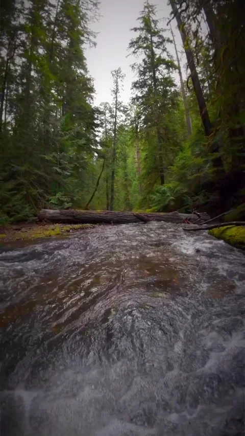 River in the forest with broken trees Stock Footage 273978783