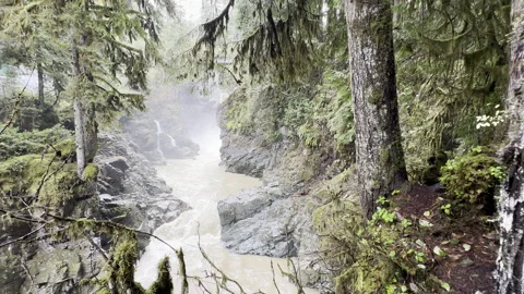 River in a forest in canada Stock Footage 256878167