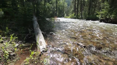 River in a forest dolly shot Stock Footage 8574257