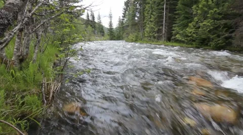 River in a forest dolly shot Stock Footage 8574267