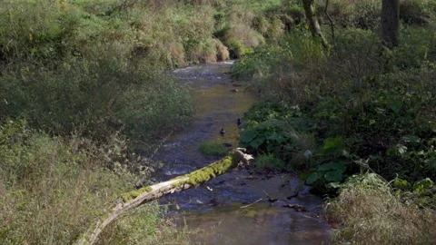River in the forest with ducks Video stock 226249699