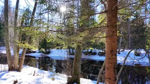 A river in the forest in early spring. Slowmotion Video stock 334059096