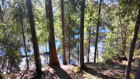 A river in the forest in early spring. Slowmotion Video stock 334059265