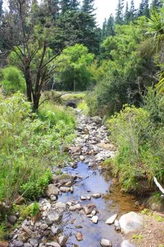 River in a forest flowing between trees Stock Photos