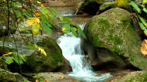 River in the forest Video stock 525465