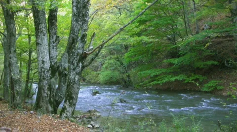 River in forest Stock-Footage 585399
