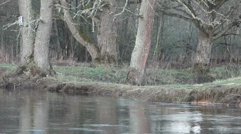 The river in forest 動画素材 693639