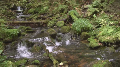 River in forest Stock-Footage 981610