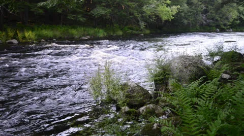 River in Forest Stock Footage 24618544