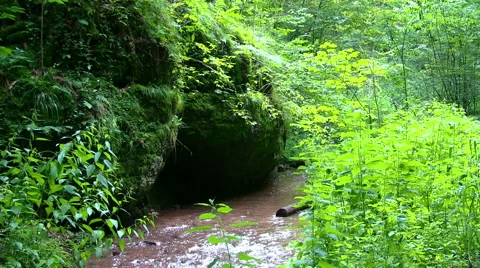 River in a forest Vidéo 43284554