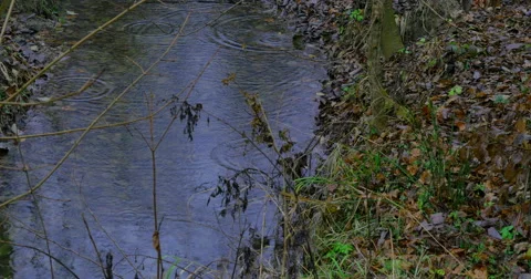 A river in  a forest Video stock 44258075