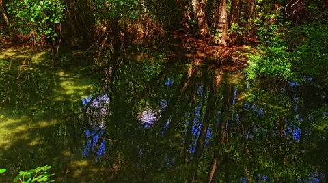 River in the forest Stock-Footage 46061336