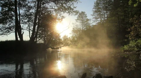 River in the forest Stock Footage 51236316