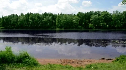 River in forest Video stock 52371245