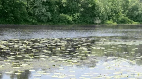 River in forest Stock Footage 52371585