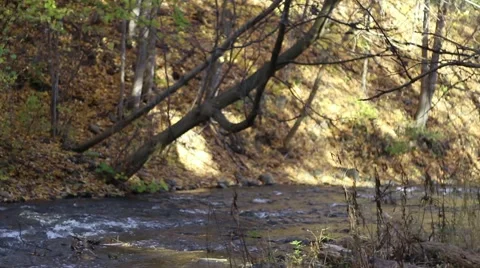 River In Forest Stock Footage 56350317