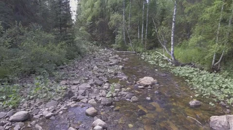 River in the forest Stock Footage 65644800