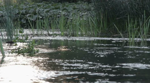 River in the forest. Video stock 65773080