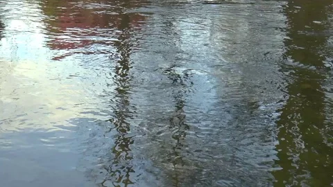 River in the forest Stock Footage 70030698