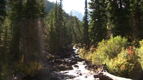 A river in the forest Stock Footage 72571624