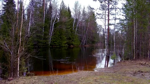 River in the forest. Vidéo 82316737