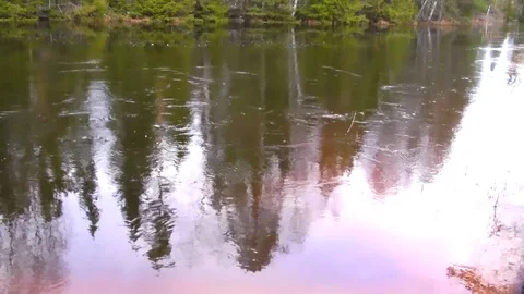 River in the forest. Vidéo 82316841