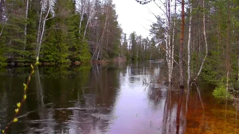 River in the forest. Vidéo 82316853